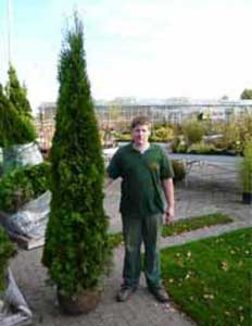 Konifere