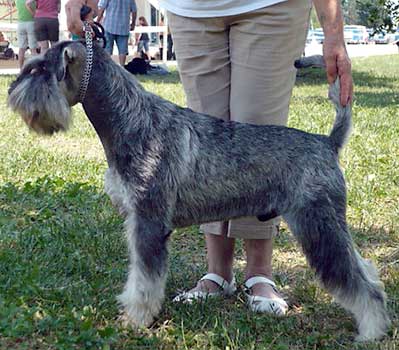 Hund