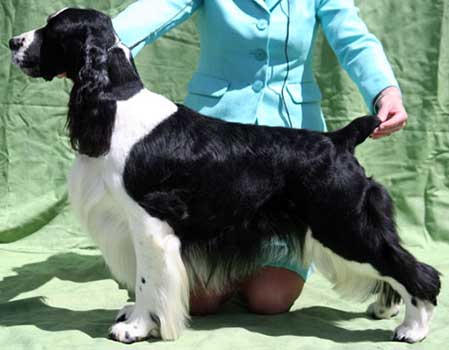Hund