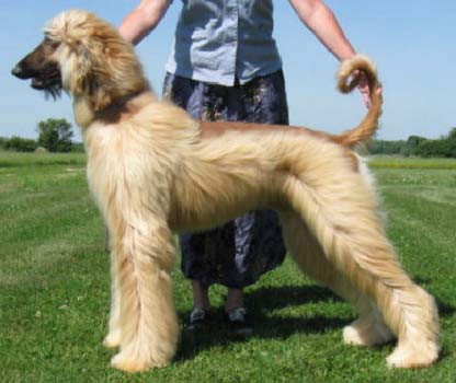 Hund